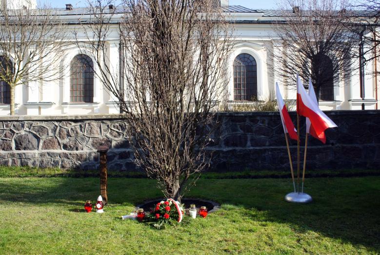 dąb pamięci w południowej pierzei Starego Rynku