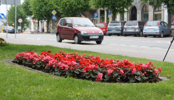 Na zieleńcach pojawiły się nowe, piękne kwiaty