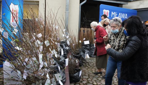 Mieszkańcy Mławy odbierają bezpłatne sadzonki drzew