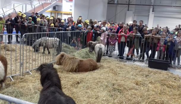 ANIMALS DAYS 2018 - zdjęcie 3